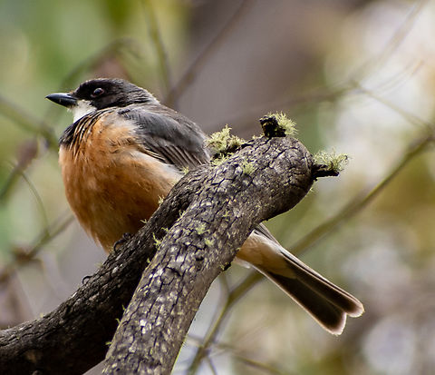 Rufous Whistler  Australia,Geotagged,Pachycephala rufiventris,Rufus whistler,Summer