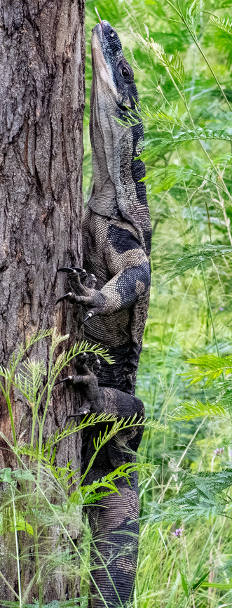 Tree Goanna  Australia,Geotagged,Lace monitor,Summer,Varanus varius