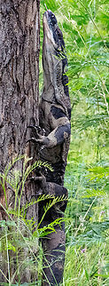 Tree Goanna  Australia,Geotagged,Lace monitor,Summer,Varanus varius