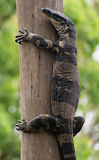 Tree Goanna  Australia,Geotagged,Lace monitor,Summer,Varanus varius