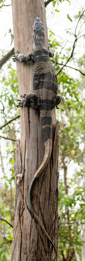 Tree Goanna Found this scaling the Eucalypt. They are an impressive size. Australia,Geotagged,Lace monitor,Summer,Varanus varius