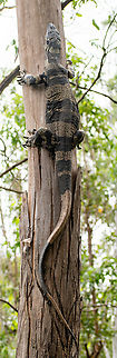 Tree Goanna Found this scaling the Eucalypt. They are an impressive size. Australia,Geotagged,Lace monitor,Summer,Varanus varius