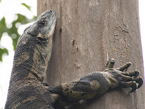 Interesting fact! Monitors are the only lizards that have a deeply forked tongue like that of a snake. There is a Jacobson&rsquo;s organ on the roof of the mouth, also like that of snakes. The tongue constantly flicks in and out, transferring information to the Jacobson&rsquo;s organ. This sensitive chemoreceptor can detect minute traces of odours in the air, whether from a prey item, a predator, or a potential mate. Because the tongue is forked, the lizard can receive information from both sides of its head, and figure out what direction the odours are coming from. Australia,Geotagged,Lace monitor,Summer,Varanus varius