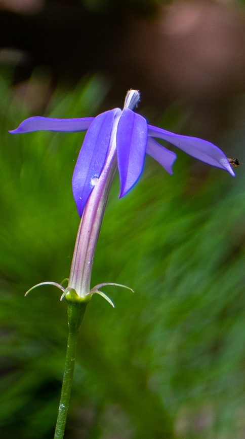 Rock Isotome  Australia,Geotagged,Isotoma  axillaris,Isotoma axillaris,Summer