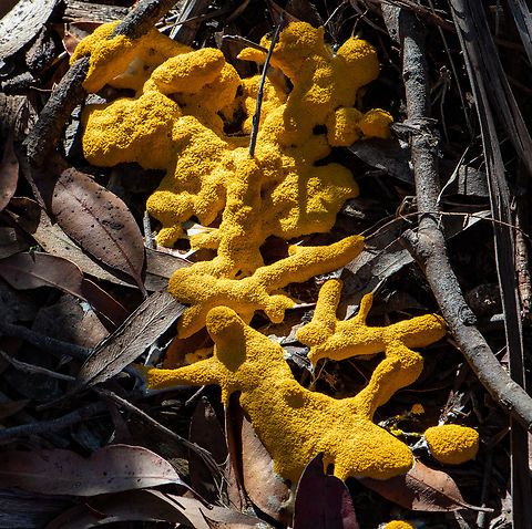 Dog Vomit  Australia,Dog vomit slime mold,Fuligo septica,Geotagged,Summer