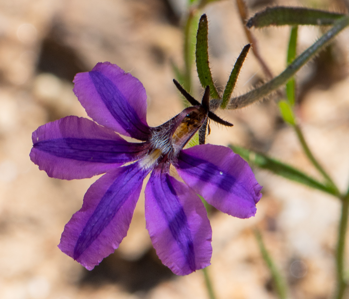 Purple Fan Flower  Australia,Geotagged,Purple fan-flower,Scaevola ramosissima,Summer