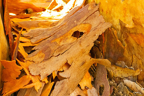 Sydney Red Gum bark  Angophora costata,Australia,Geotagged,Summer,Sydney red gum