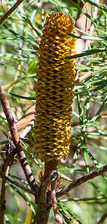 Hairpin Banksia  Australia,Banksia Spinulosa,Banksia spinulosa,Geotagged,Summer