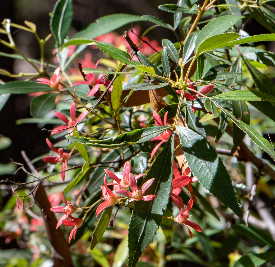 NSW Christmas Bush  Australia,Ceratopetalum gummiferum,Geotagged,New South Wales Christmas bush,Summer