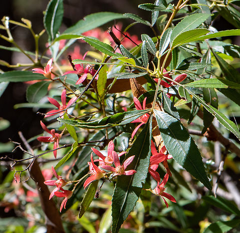 NSW Christmas Bush  Australia,Ceratopetalum gummiferum,Geotagged,New South Wales Christmas bush,Summer