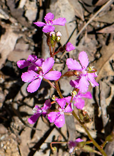 Grass Trigger Plant  Australia,Geotagged,Grass Triggerplant,Stylidium graminifolium,Summer