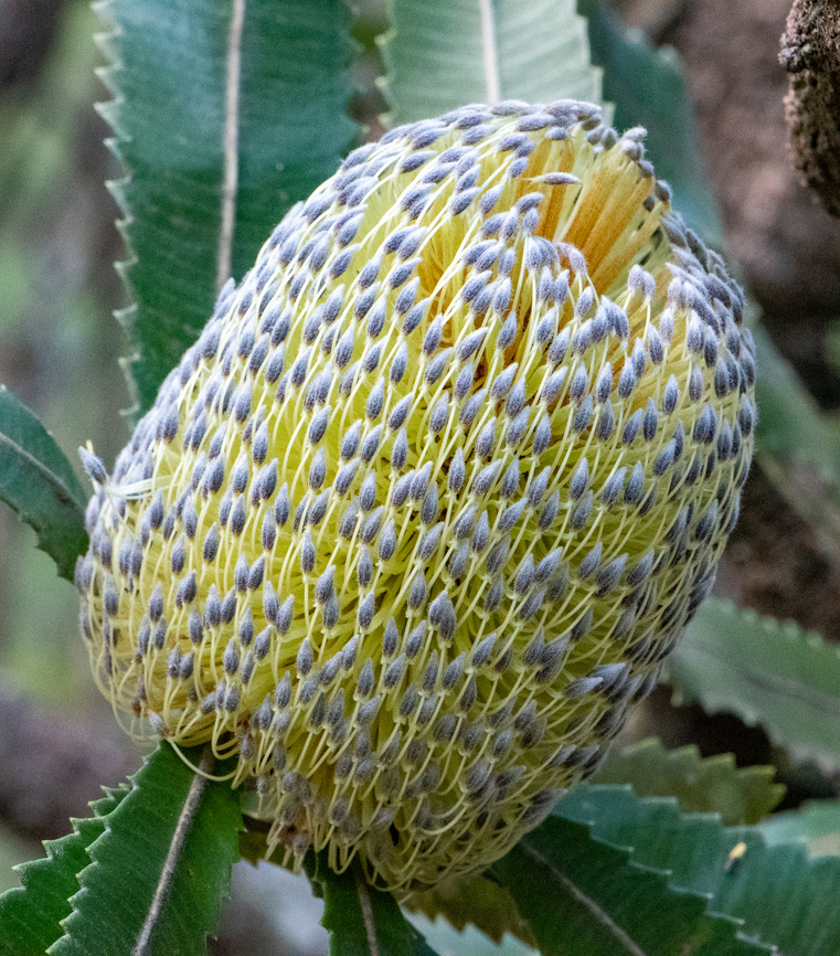Old man banksia  Banksia serrata,Saw banksia