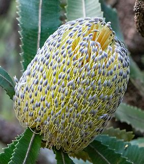Old man banksia  Banksia serrata,Saw banksia