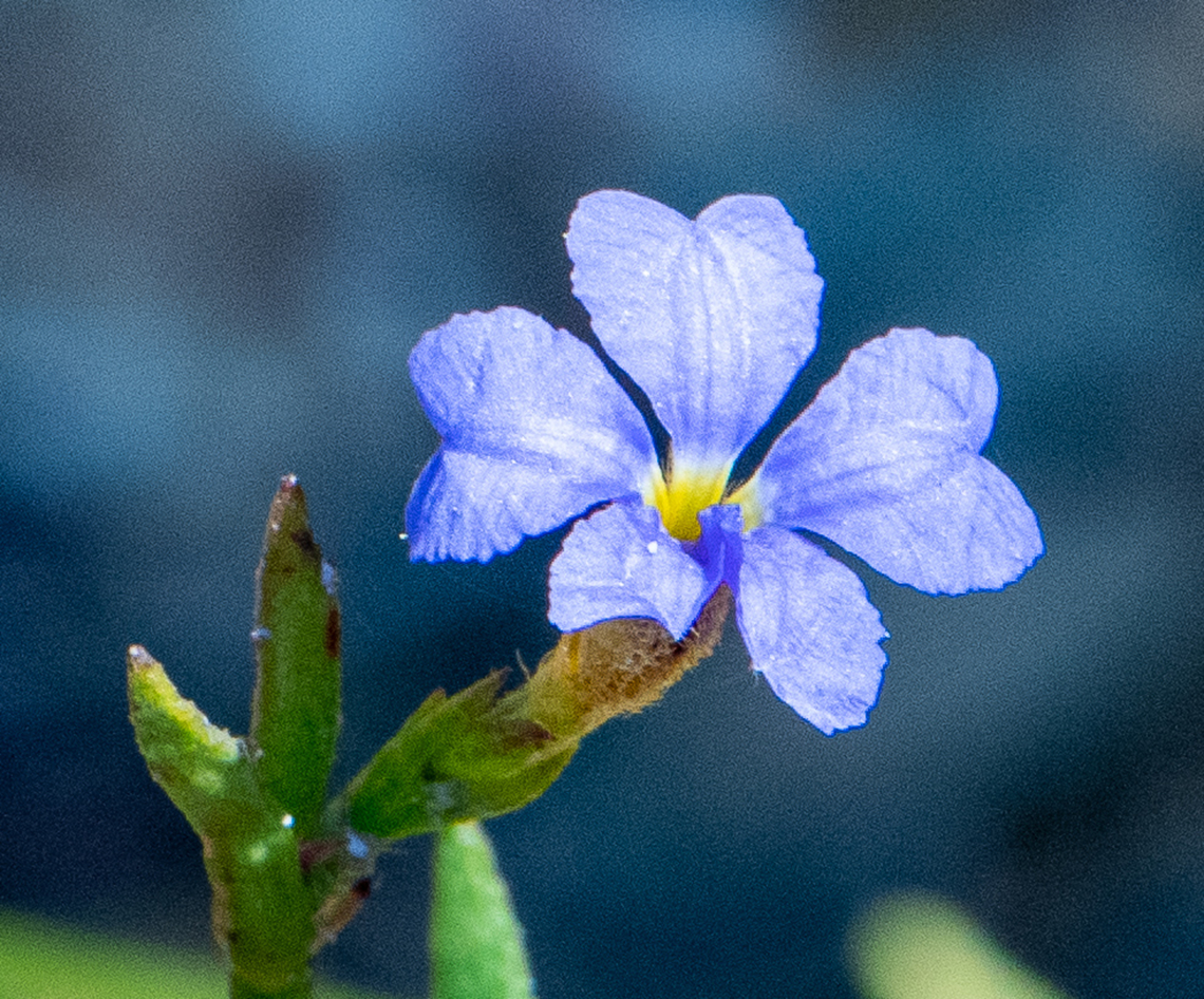 Blue Dampiera  Australia,Blue Dampiera,Dampiera stricta,Geotagged,Summer