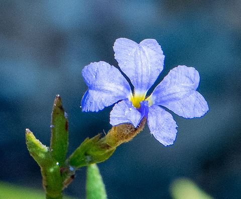 Blue Dampiera  Australia,Blue Dampiera,Dampiera stricta,Geotagged,Summer