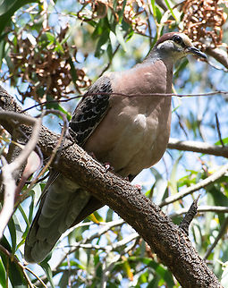 Common Bronzewing  Australia,Common bronzewing,Geotagged,Phaps chalcoptera,Summer