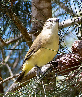 Yellow -rumped thornbill  Acanthiza chrysorrhoa,Australia,Geotagged,Summer,Yellow-rumped thornbill