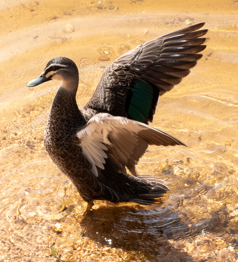 Pacific Black Duck  Anas superciliosa,Australia,Geotagged,Pacific black duck,Summer