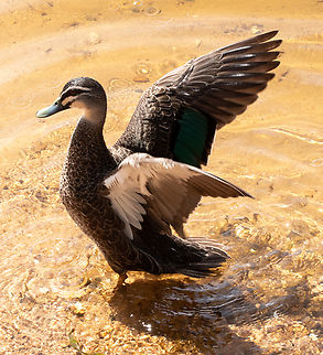 Pacific Black Duck  Anas superciliosa,Australia,Geotagged,Pacific black duck,Summer