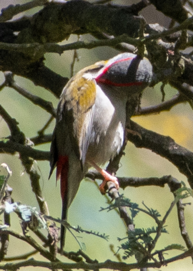 Red-browed finch  Australia,Geotagged,Neochmia temporalis,Red-browed finch,Summer