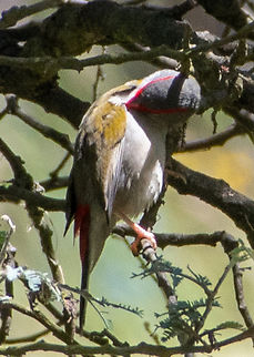 Red-browed finch  Australia,Geotagged,Neochmia temporalis,Red-browed finch,Summer