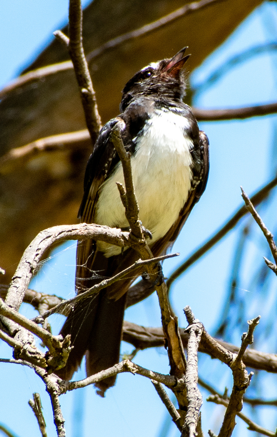 Willie Wagtail  Australia,Geotagged,Rhipidura leucophrys,Summer,Willie wagtail