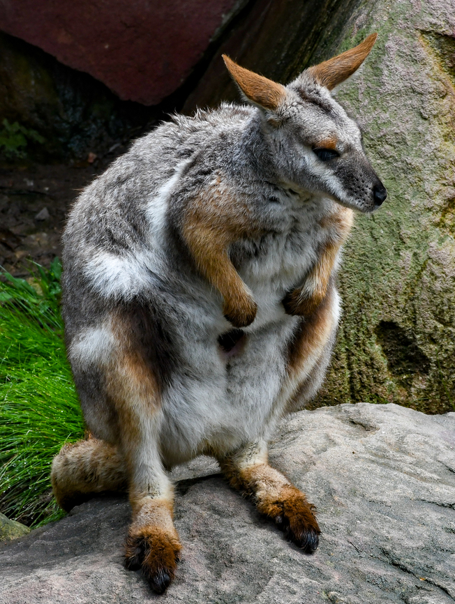 Yellow Footed Rock Wallaby Captured in captivity. These are now endangered in Australia. Australia,Geotagged,Petrogale xanthopus,Summer,Yellow-footed rock-wallaby