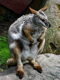 Yellow Footed Rock Wallaby Captured in captivity. These are now endangered in Australia. Australia,Geotagged,Petrogale xanthopus,Summer,Yellow-footed rock-wallaby