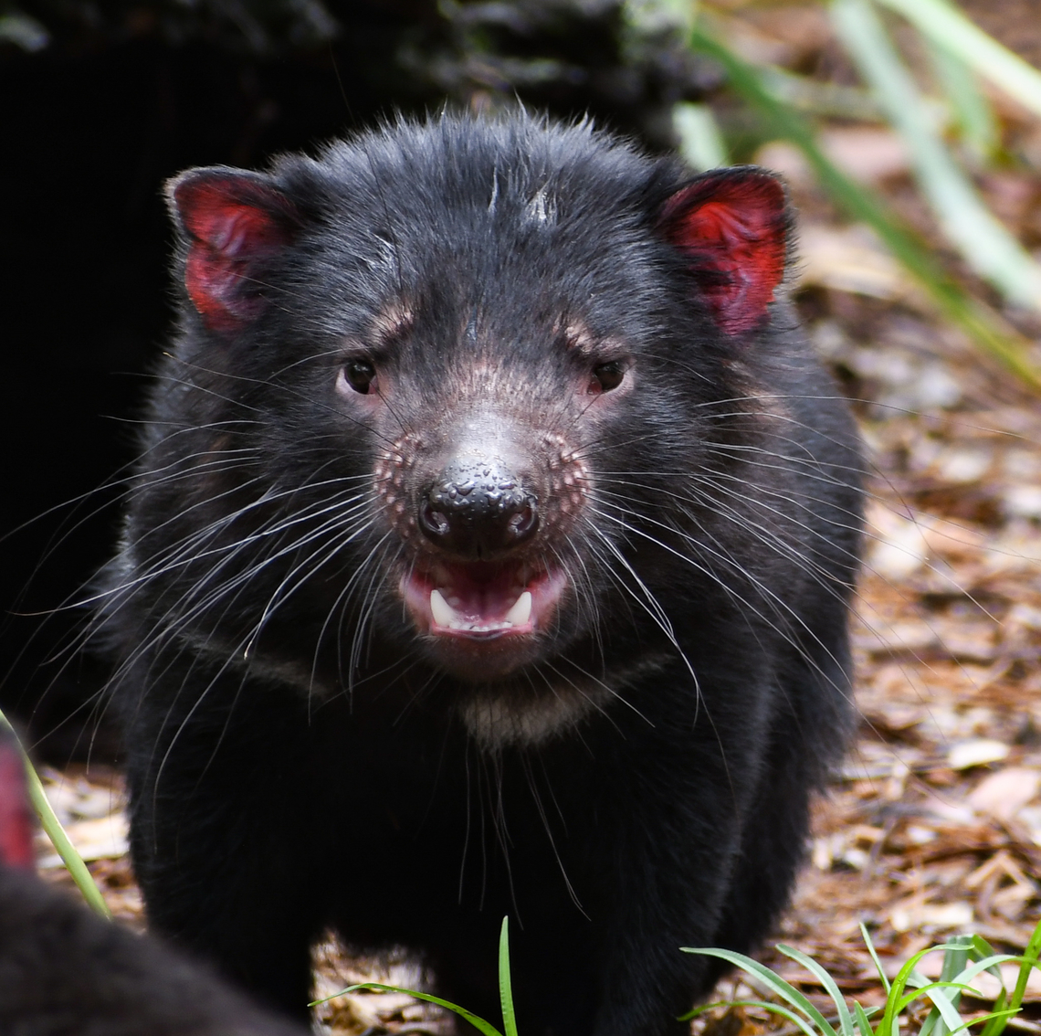 Tasmanian Devil I captured this today in captivity. I love these little guys and it&#039;s embarrassing to say that Australia has the highest extinction rate of mammals than any other country in the world.They are listed as endangered.The Devils are starting to be reintroduced to the mainland and have one of the most powerful bites of any mammal. Australia,Geotagged,Sarcophilus harrisii,Summer,Tasmanian devil