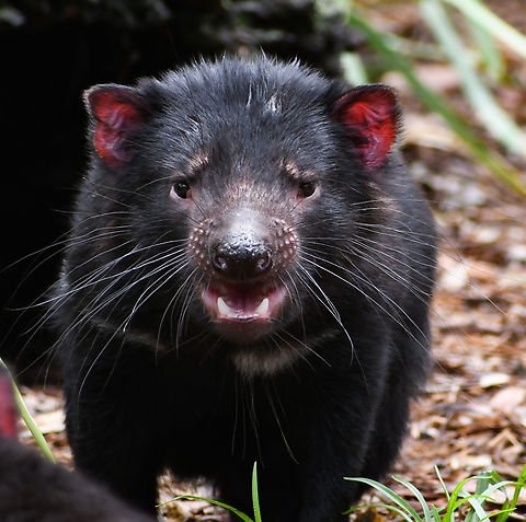 Tasmanian Devil I captured this today in captivity. I love these little guys and it's embarrassing to say that Australia has the highest extinction rate of mammals than any other country in the world.They are listed as endangered.The Devils are starting to be reintroduced to the mainland and have one of the most powerful bites of any mammal. Australia,Geotagged,Sarcophilus harrisii,Summer,Tasmanian devil