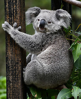 Koala Captured in captivity. Yes the iconic symbol of Australia has just been listed as endangered on the East Coast of Australia.
Partly due to land clearing, feral cats and foxes. Shameful!

https://www.natureaustralia.org.au/what-we-do/our-priorities/wildlife/wildlife-stories/australias-endangered-animals/?gclid=EAIaIQobChMIvOzDrI-W9gIV0JRmAh1OzwmJEAAYBCAAEgLVtvD_BwE Australia,Geotagged,Koala,Phascolarctos cinereus,Summer
