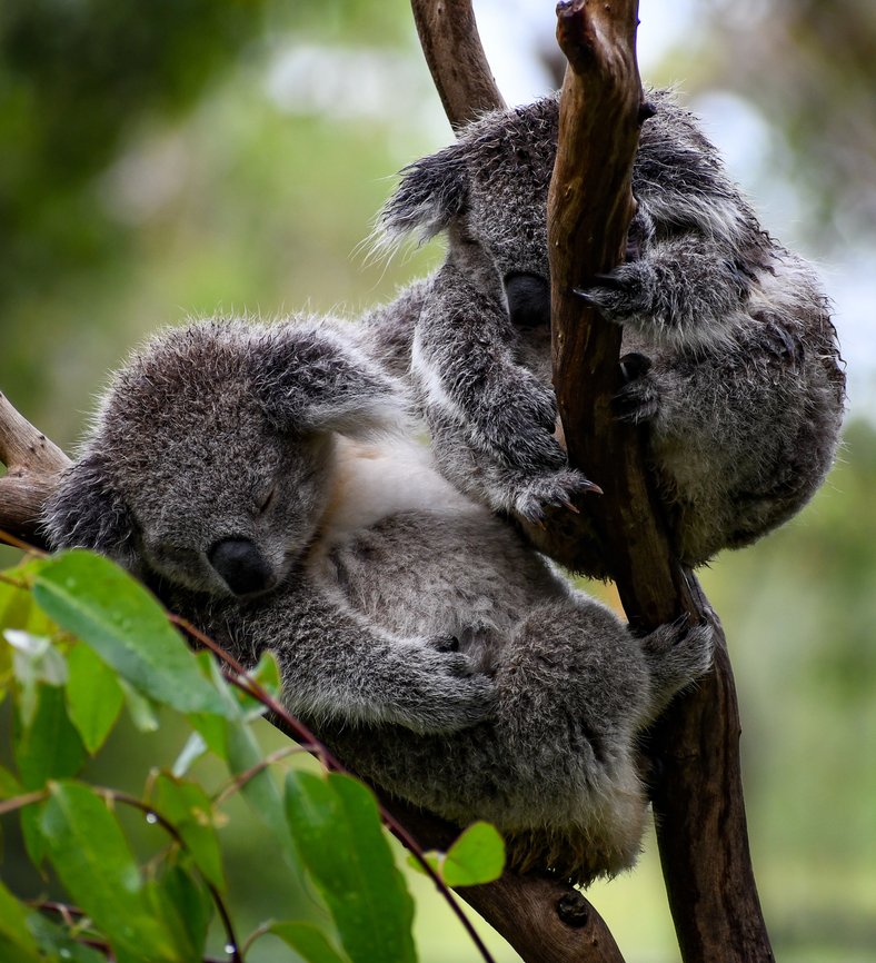 Sleeping  Australia,Geotagged,Koala,Phascolarctos cinereus,Summer
