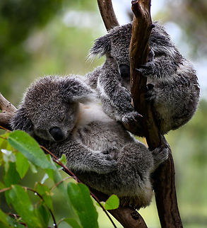 Sleeping  Australia,Geotagged,Koala,Phascolarctos cinereus,Summer