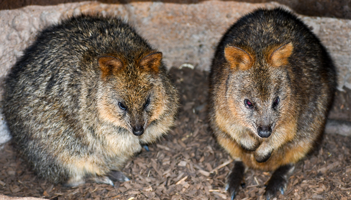 Quokkas These little guys are part of a captive breeding program as they are now listed as vulnerable. Australia,Geotagged,Quokka,Setonix brachyurus,Summer