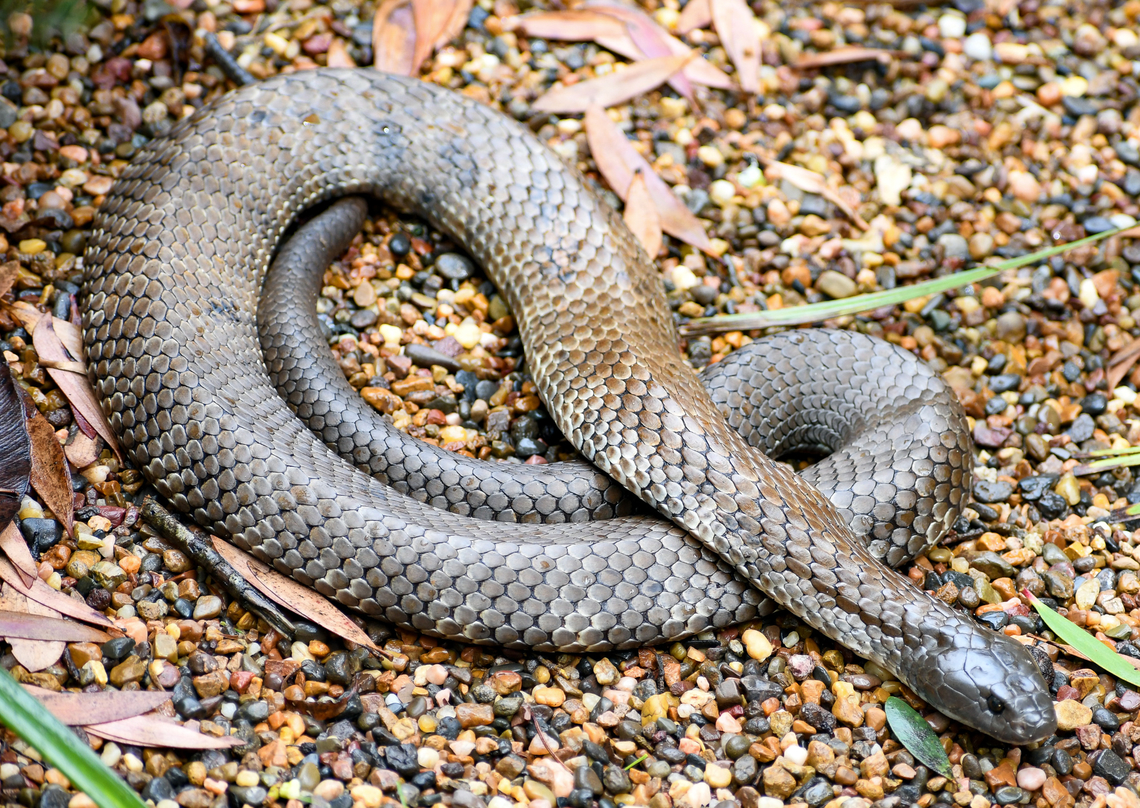 Eastern Tiger Snake  Australia,Geotagged,Notechis scutatus,Summer,Tiger snake