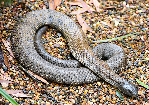 Eastern Tiger Snake  Australia,Geotagged,Notechis scutatus,Summer,Tiger snake