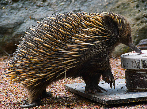Searching for food. In captivity they are fed a special powder that forms a runny paste that gives them all the nutrients they require as it is difficult to source them enough termites. Echidnas or spiny anteaters can grow to about 40cm long and weigh up to 7kg. It has a bare, tube-like snout and a long, sticky tongue. The feet are dark and have a set of powerful black claws. The second claw on each hind foot is the elongated and is used to scratch and groom between its spines. It is covered by short, black hairs amongst the hard, sharp spines. These spines may reach 50mm long on the back but are shorter on the sides. Along with the platypus, echidnas are monotremes, strange mammals that lay eggs and then suckle their young. The echidna is protected by law in Australia. There are no real predators but occasionally dingoes and large goannas may eat juveniles or young adults. Aborigines also used to collect them as food. Australia,Geotagged,Short-beaked echidna,Summer,Tachyglossus aculeatus
