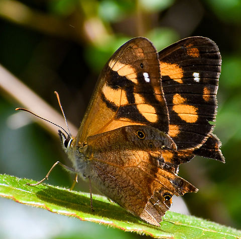 Bank's brown butterfly  Australia,Geotagged,Heteronympha banksii,Summer,heteronympha banksii