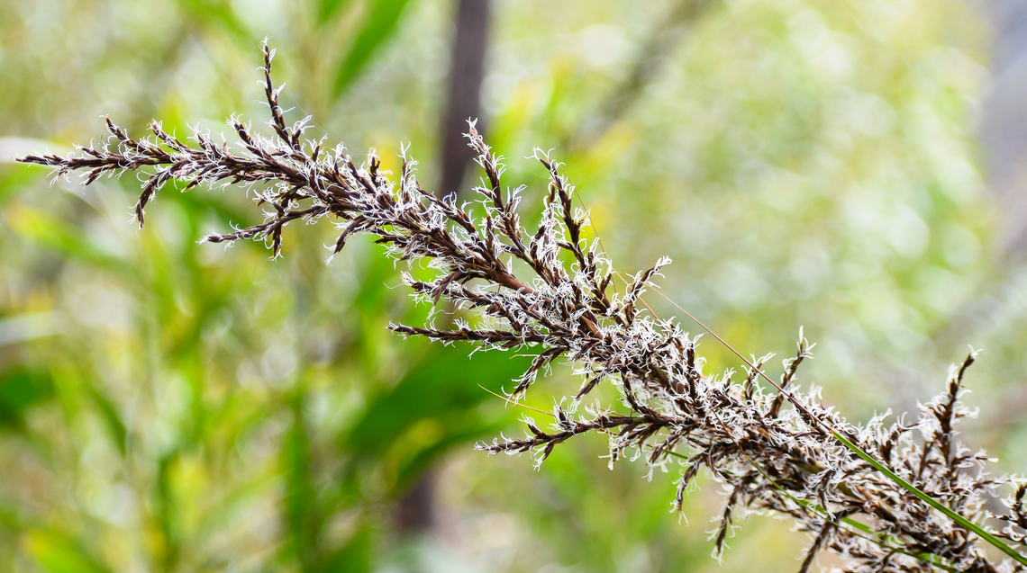 Gahnia sieberiana  Australia,Gahnia sieberiana,Geotagged,Red-fruit saw-sedge,Summer