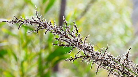 Gahnia sieberiana  Australia,Gahnia sieberiana,Geotagged,Red-fruit saw-sedge,Summer