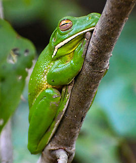 Beautiful Tree Frog of Far North Queensland!  Australia,Fall,Geotagged,Litoria infrafrenata,White-lipped tree frog