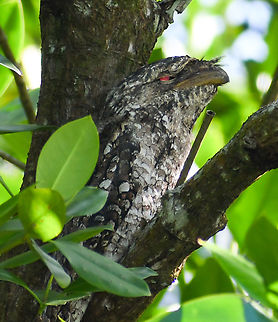 Photographed on the Daintree River Far North Queensland  Australia,Fall,Geotagged,Podargus papuensis,papuan frogmouth