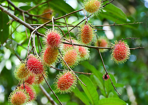 Rambutan in Far North Queensland!  Australia,Fall,Geotagged,Nephelium lappaceum,Rambutan