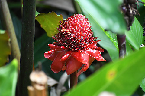 Torch Ginger  Australia,Etlingera elatior,Fall,Geotagged,Torch Ginger