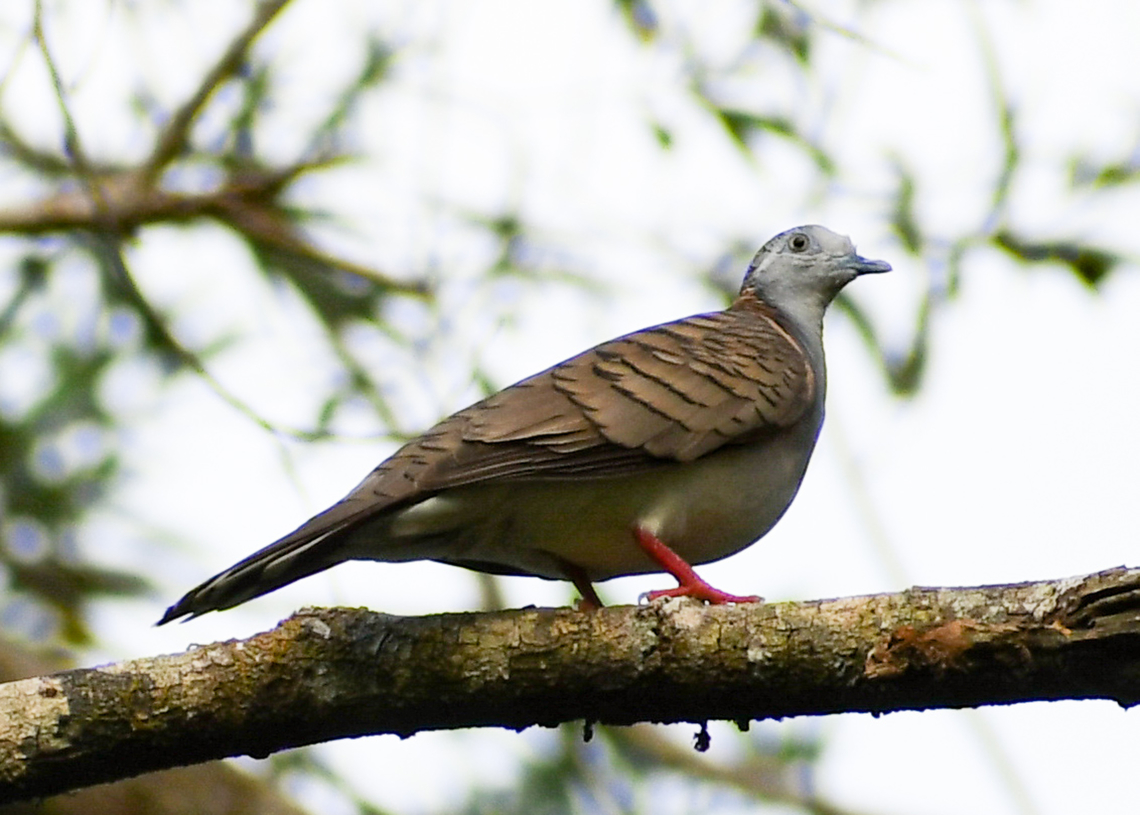 Melodius voice!  Australia,Bar-shouldered dove,Fall,Geopelia humeralis,Geotagged