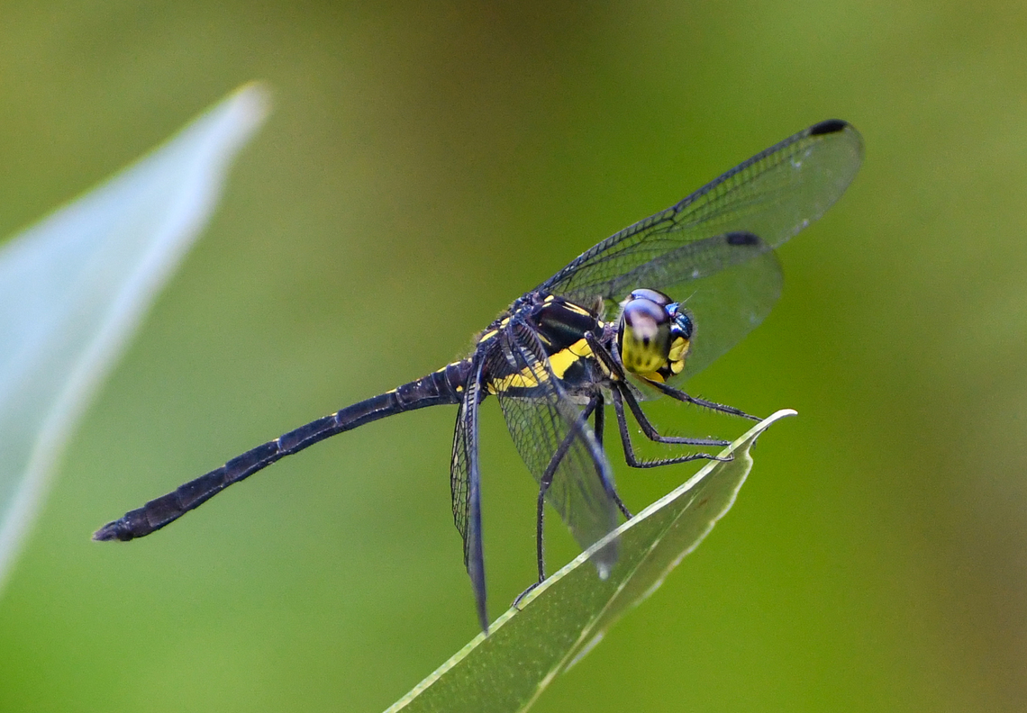 Rainforest Elf  Australia,Fall,Geotagged,Rainforest elf,Tetrathemis irregularis