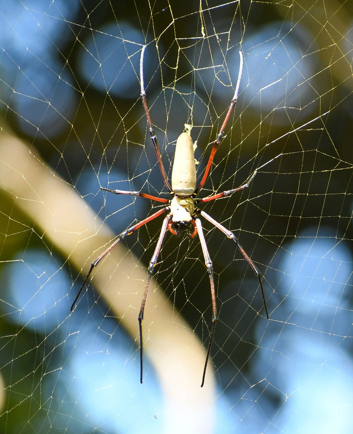 Giant Golden Orb Spider  Australia,Fall,Geotagged,Nephila pelipes,Nephila pilipes