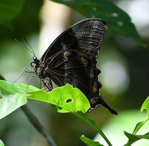 Ulyssses Butterfly These are the most gorgeous colour blue however have been unable to capture one with its wings open! Watch this space!! Australia,Fall,Geotagged,Papilio ulysses,Ulysses butterfly