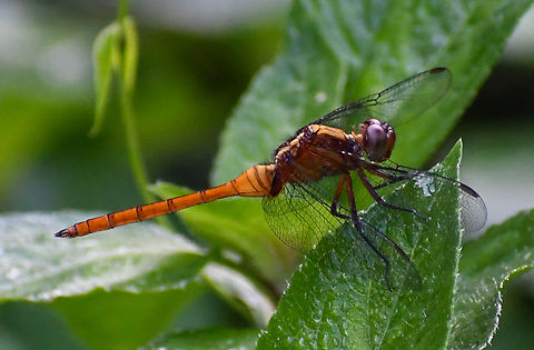 Fiery Skimmer female  Australia,Fall,Fiery Skimmer,Geotagged,Orthetrum villosovittatum
