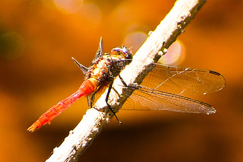 Fiery Skimmer male  Australia,Fall,Fiery Skimmer,Geotagged,Orthetrum villosovittatum